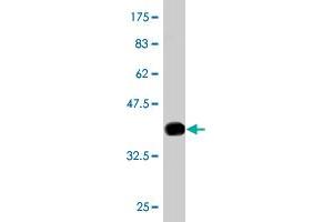 Western Blot detection against Immunogen (36.