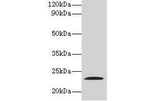 Western blot All lanes: JAM2 antibody at 2 μg/mL + Recombinant Junctional adhesion molecule B protein Secondary Goat polyclonal to rabbit IgG at 1/10000 dilution Predicted band size: 34, 30, 35 kDa Observed band size: 23 kDa (JAM2 anticorps  (AA 29-238))