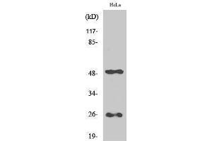 Western Blotting (WB) image for anti-Clusterin (CLU) (C-Term) antibody (ABIN3174453) (Clusterin anticorps  (C-Term))