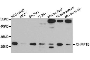 Western blot analysis of extracts of various cell lines, using CHMP1B antibody. (CHMP1B anticorps  (AA 1-199))