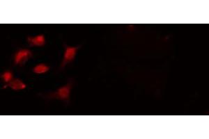 ABIN6274236 staining 293 cells by IF/ICC. (CSTF2 anticorps  (N-Term))