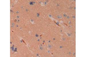 IHC-P analysis of Human Tissue, with DAB staining. (CELA1 anticorps  (AA 40-258))