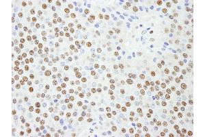 Immunohistochemistry (IHC) image for anti-Karyopherin (Importin) alpha 4 (KPNA4) (AA 471-521) antibody (ABIN7448983) (KPNA4 anticorps  (AA 471-521))