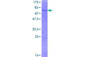 Image no. 1 for Phosphatidylglycerophosphate Synthase 1 (PGS1) (AA 1-447) protein (GST tag) (ABIN1314847)