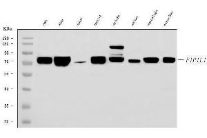 Western blot analysis of FIP1L1 using anti-FIP1L1 antibody (ABIN7600761). (FIP1L1 anticorps  (AA 23-558))