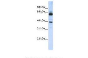 Image no. 1 for anti-Karyopherin alpha 1 (Importin alpha 5) (KPNA1) (AA 74-123) antibody (ABIN6738977) (KPNA1 anticorps  (AA 74-123))