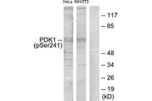 Western blot analysis of extracts from HeLa cells and NIH/3T3 cells, using PDK1 (Phospho-Ser241) Antibody.