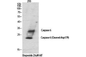 Western Blot (WB) analysis of specific cells using Cleaved-Caspase-6 p18 (D179) Polyclonal Antibody. (Caspase 6 p18 (Asp179), (cleaved) anticorps)