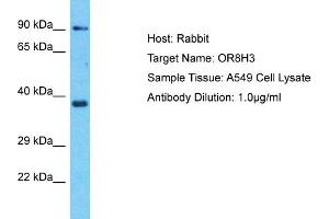 Host: Rabbit Target Name: OR8H3 Sample Type: A549 Whole Cell lysates Antibody Dilution: 1. (OR8H3 anticorps  (C-Term))