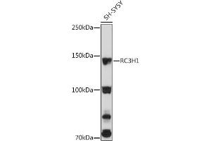 Western blot analysis of extracts of SH-SY5Y cells, using RC3H1 Rabbit pAb (ABIN7270049) at 1:3000 dilution. (RC3H1 anticorps  (AA 834-1133))