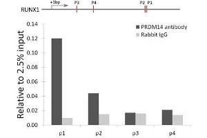 Chromatin immunoprecipitation analysis of RUNX1 gene from 293 cell line, using PRDM14 antibody (ABIN6128496, ABIN6146133, ABIN6146136 and ABIN6221189) and rabbit IgG.