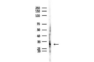 Western blot analysis of lysates from HepG2 cells(LPS, 4h treatment), using Cyclin  Antibody at 1/1000 dilution.
