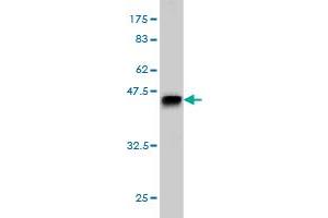Western Blot detection against Immunogen (40. (TESK2 anticorps  (AA 405-542))