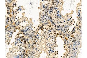 Phospho-SRPK2 (Ser494/Ser497) Antibody at 1/100 staining Mouse testis tissue by IHC-P. (SRPK2 anticorps  (pSer494, pSer497))
