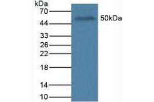 Figure. (OCT4 anticorps  (AA 136-360))