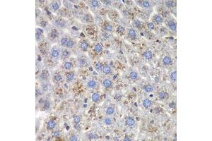 Immunohistochemistry of paraffin-embedded mouse liver using SND1 antibody. (SND1 anticorps  (AA 26-285))