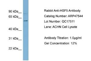 WB Suggested Anti-HSF5  Antibody Titration: 0. (HSF5 anticorps  (Middle Region))