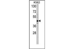 Image no. 1 for anti-SET Domain Containing (Lysine Methyltransferase) 8 (SETD8) (AA 364-393), (C-Term) antibody (ABIN356688) (SETD8 anticorps  (C-Term))