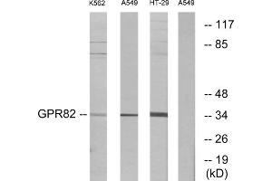Western blot analysis of extracts from K562 cells, A549 cells and HT-29 cells, using GPR82 antibody. (GPR82 anticorps  (Internal Region))