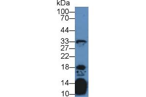 Western blot analysis of Mouse Thymus lysate, using Human IL21 Antibody (2 µg/ml) and HRP-conjugated Goat Anti-Rabbit antibody ( (IL-21 anticorps  (AA 23-155))