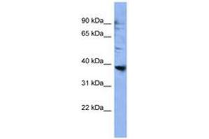 Image no. 1 for anti-Olfactory Receptor 2L3 (OR2L3) (AA 228-277) antibody (ABIN6746659) (OR2L3 anticorps  (AA 228-277))