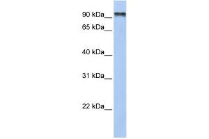 WB Suggested Anti-PCDHGC4 Antibody Titration:  0. (PCDHGC4 anticorps  (N-Term))