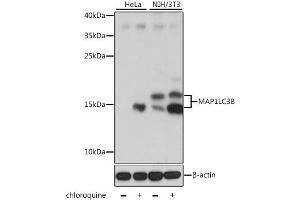 Western blot analysis of extracts of various cell lines, using MAP1LC3B antibody (ABIN6291773) at 1:1000 dilution. (LC3B anticorps)