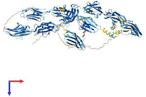AlphaFold protein structure predicition of Mouse Recombinant Mybpc2 Protein, UniprotID Q5XKE0