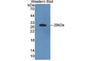 Figure. (IVD anticorps  (AA 1-235))