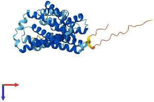 AlphaFold protein structure predicition of Mouse Recombinant Slc35d2 Protein, UniprotID Q762D5