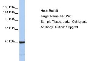 Host: Rabbit Target Name: PRDM6 Sample Type: Jurkat Whole Cell lysates Antibody Dilution: 1. (PRDM6 anticorps  (C-Term))