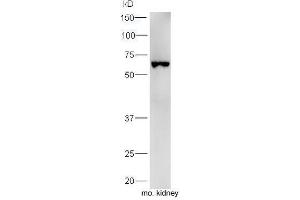 Mouse kidney lysates probed with Rabbit Anti-Uromodulin Polyclonal Antibody, Unconjugated  at 1:5000 for 90 min at 37˚C. (Uromodulin anticorps  (AA 351-450))