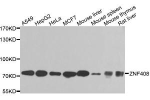 Western blot analysis of extracts of various cell lines, using ZNF408 antibody. (ZNF408 anticorps)