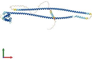 AlphaFold protein structure predicition of Human Recombinant CARD9 Protein, UniprotID Q9H257