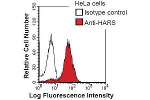 HeLa cells were fixed in 2% paraformaldehyde/PBS and then permeabilized in 90% methanol. (HARS1/Jo-1 anticorps)