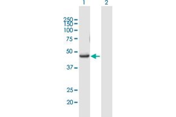 RUNX3 anticorps  (AA 1-429)