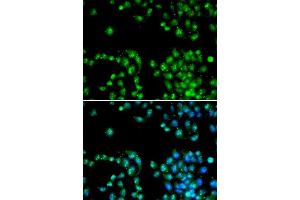 Immunofluorescence (IF) image for anti-Polymerase (RNA) II (DNA Directed) Polypeptide L, 7.6kDa (POLR2L) (AA 1-67) antibody (ABIN6219564) (POLR2L anticorps  (AA 1-67))
