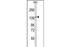 Western blot analysis of anti-LARS Antibody (C-term) (ABIN391611 and ABIN2841532) in 293 cell line lysates (35 μg/lane). (LARS anticorps  (C-Term))