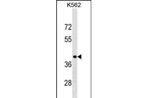 PCBP1 Antibody (Center) (ABIN1538004 and ABIN2850250) western blot analysis in K562 cell line lysates (35 μg/lane). (PCBP1 anticorps  (AA 188-217))