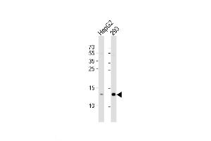 Western Blot at 1:1000 dilution Lane 1: HepG2 whole cell lysate Lane 2: 293 whole cell lysate Lysates/proteins at 20 ug per lane. (RBX1 anticorps  (C-Term))