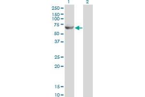Western Blot analysis of GK2 expression in transfected 293T cell line by GK2 monoclonal antibody (M04), clone 3G4.