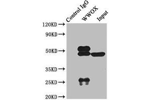 Immunoprecipitating WWOX in Rat kidney tissue Lane 1: Rabbit control IgG instead of ABIN7175871 in Rat kidney tissue. (WWOX anticorps  (AA 1-180))