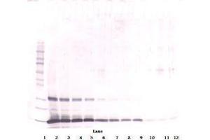 Image no. 1 for anti-Leptin (LEP) antibody (ABIN465530) (Leptin anticorps)