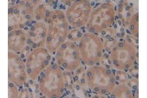 Detection of CNX in Mouse Kidney Tissue using Polyclonal Antibody to Calnexin (CNX)