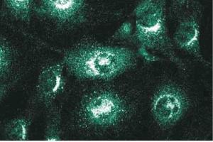 Immunofluorescence staining of NIH-3T3 cells. (VTI1A anticorps  (AA 114-217))