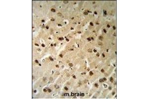 Beclin1-BH3 Domain Antibody (ABIN652595 and ABIN2842399) IHC analysis in formalin fixed and paraffin embedded mouse brain tissue followed by peroxidase conjugation of the secondary antibody and DAB staining.