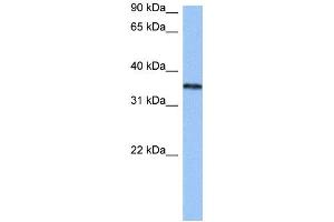 HNRNPA2B1 antibody used at 0.