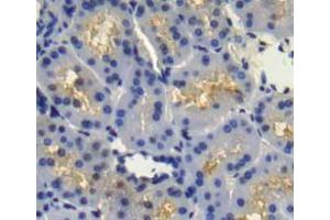Used in DAB staining on fromalin fixed paraffin- embedded Kidney tissue (FGFR4 anticorps  (AA 165-366))