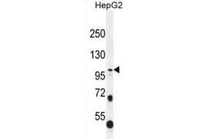 Western Blotting (WB) image for anti-Collagen, Type XXI, alpha 1 (COL21A1) antibody (ABIN2996551)