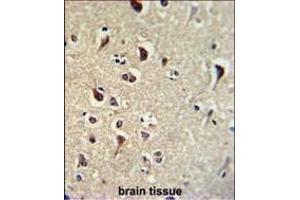 Formalin-fixed and paraffin-embedded human brain tissue reacted with TIEG2 Antibody (N-term), which was peroxidase-conjugated to the secondary antibody, followed by DAB staining.